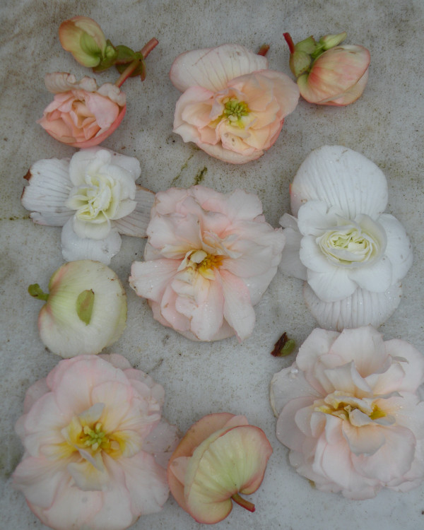 9 Begonia knollen Wit/Pastel Mix