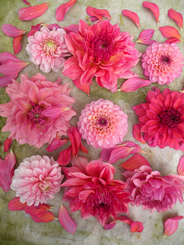 Dahlia Mix 5 knollen