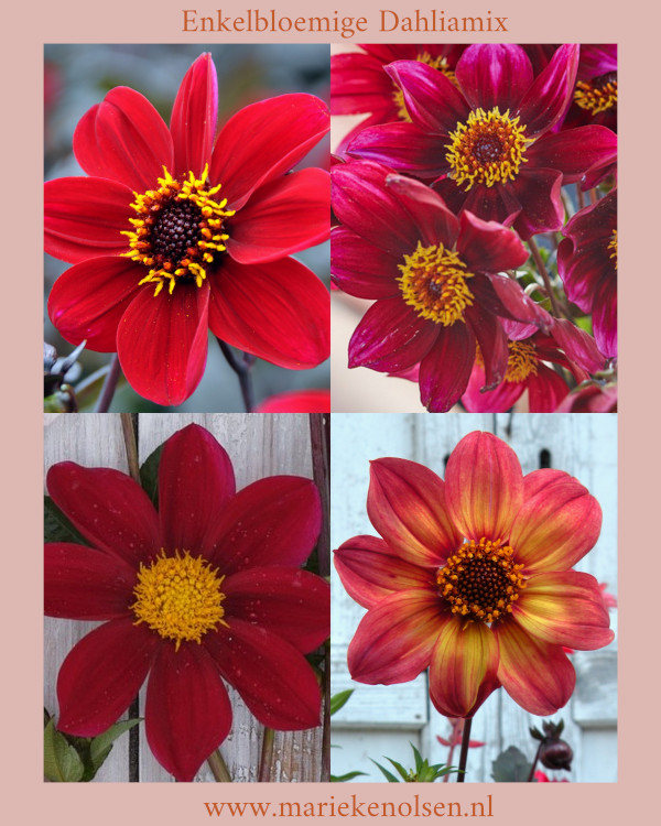 Enkelbloemige Dahlia Mix