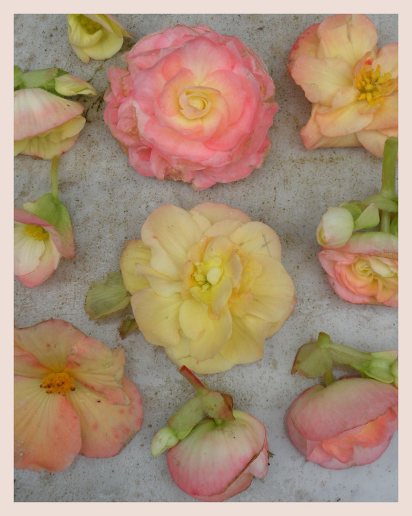 10 Begoniaknollen Pastel Compacta Mix