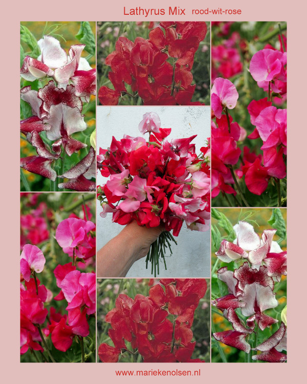 Lathyrusmix rose/rood/rood-wit