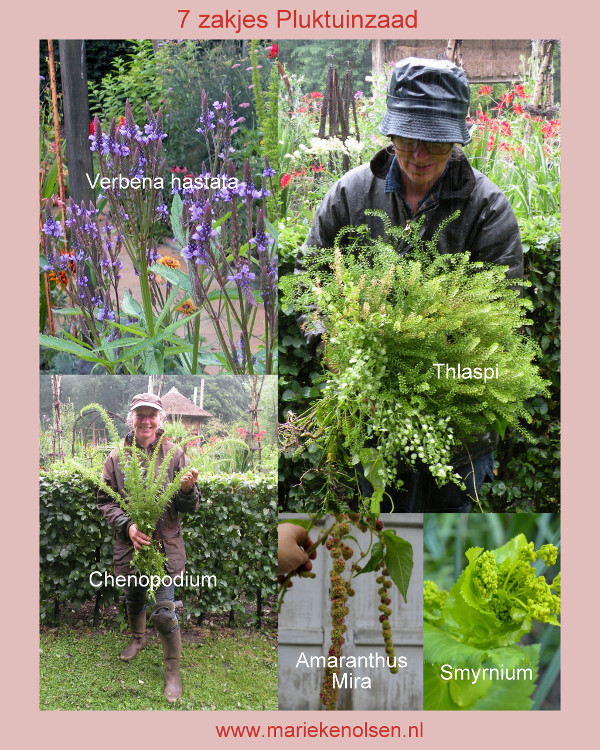 7 zakjes Pluktuinzaad- Paars-Groen