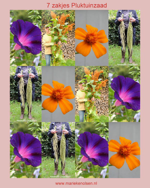 7 zakjes Pluktuinzaad Paars-Oranje-Groen
