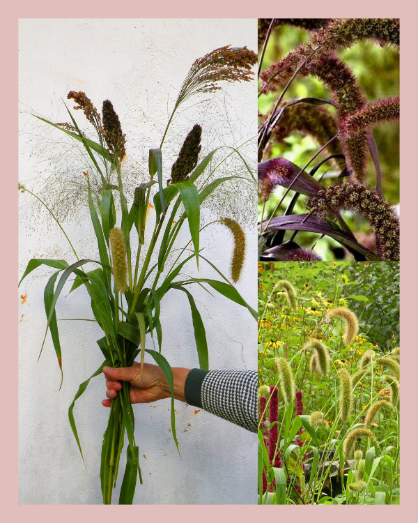 4 Zakjes Grassenzaad 1 jarig